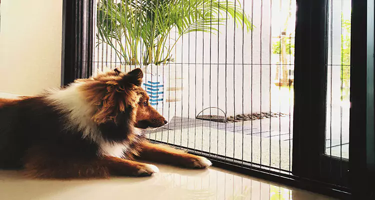Sliding Screen Pet Door Repair in Deltona, FL