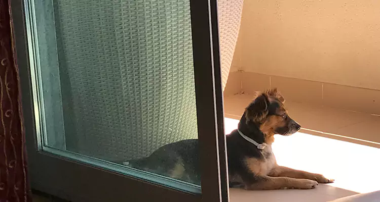 French Door Pet Screen Repair in Deltona, FL